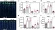 Maize auxin response factor ZmARF1 confers multiple abiotic stresses resistances in transgenic Arabidopsis.