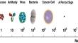 Numerical modelling for triple hybrid gate optimization dielectric modulated junctionless gate all around SiNWFET based uricase and ChOX biosensor