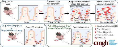 Scattered Crypt Intestinal Epithelial Cell Apoptosis Induces Necrotizing Enterocolitis Via Intricate Mechanisms