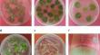 Improvement of sulforaphane production in hairy root cultures of broccoli (Brassica oleracea L. var. italica) by eliciting Myrosinase gene expression and its effect on breast cancer cells