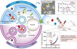 A general strategy towards early endosome-stressed nanophotosensitizers for pyroptotic cancer therapy