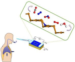 Theoretical study on noninvasive detection of COPD disease exhaled gas molecules using N doped tellurene