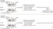 Histological evaluation of different concentrations of hyaluronic-acid-added zinc oxide eugenol on rat molar pulp.