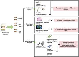 Fruit ripening retardant Daminozide induces cognitive impairment, cell specific neurotoxicity, and genotoxicity in Drosophila melanogaster