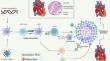 A Comprehensive Review on the Electrocardiographic Manifestations of Cardiac Sarcoidosis: Patterns and Prognosis.