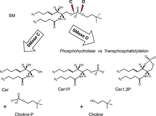 Correction to "A Brief Overview of the Toxic Sphingomyelinase Ds of Brown Recluse Spider Venom and Other Organisms and Simple Methods To Detect Production of Its Signature Cyclic Ceramide Phosphate".