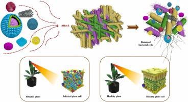 Biologically inspired nanoformulations for the control of bacterial canker pathogens Clavibacter michiganensis subsp. michiganensis and subsp. capsici