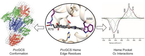 Heme pocket modulates protein conformation and diguanylate cyclase activity of a tetrameric globin coupled sensor