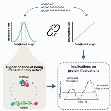 Decoupled degradation and translation enables noise modulation by poly(A) tails.