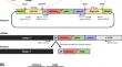 Accumulation and Phagocytosis of Fluorescently Visualized Macrophages Against Edwardsiella piscicida Infection in Established mpeg1.1-Transgenic Japanese Medaka Oryzias latipes.