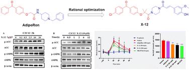 Identification of AdipoRon analogues as novel activators of AMPK for the treatment of type 2 diabetes†