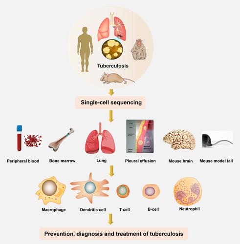 Single-cell sequencing: Current applications in various tuberculosis specimen types