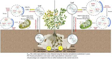 Exogenous sulfur application can effectively alleviate iron deficiency yellowing in peanuts and increase pod yield