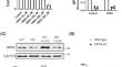 Potential Role of Dipeptidyl Peptidase-4 in Regulating Mitochondria and Oxidative Stress in Cardiomyocytes.