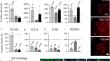 SARS-CoV-2-related peptides induce endothelial-to-mesenchymal transition in endothelial capillary cells derived from different body districts: focus on membrane (M) protein.