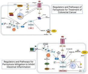 Unveiling ferroptosis as a promising therapeutic avenue for colorectal cancer and colitis treatment