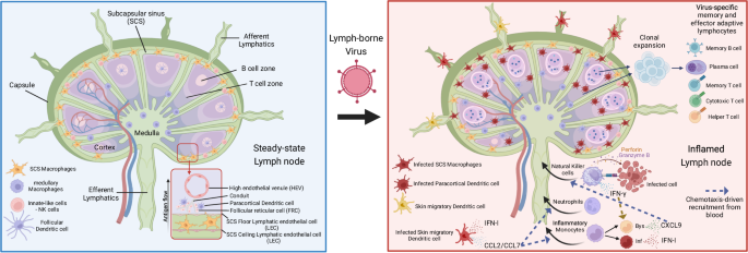 Innate and adaptive immune responses that control lymph-borne viruses in the draining lymph node