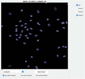 Image Analysis Using the Fluorescence Imaging of Nuclear Staining (FINS) Algorithm.