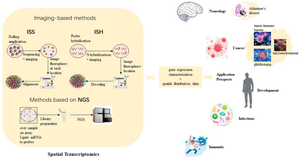 A Bibliometric Analysis of the Spatial Transcriptomics Literature from 2006 to 2023.