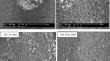 Sequential Steps for Purifying Wet Processed Phosphoric Acid for Producing a High-Tech Grade and Barium or Ammonium Phosphate Salts