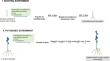 Inoculation with native bacterial endophytes promote adventitious rooting and plant growth in Piper longum L.