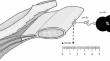 The effect of preoperative botulinum toxin a injection on traction force during hernia repair: a prospective, single-blind study, intra-patient comparison using contralateral side as a control.