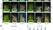 Autotetraploidy of rice does not potentiate the tolerance to drought stress in the seedling stage.