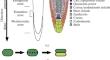 Genetic Mechanisms Regulating Root Cap Cell Renewal in Arabidopsis thaliana L.