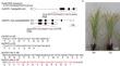 Characterization of organelle DNA degradation mediated by DPD1 exonuclease in the rice genome-edited line.