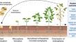 The role of microbial seed endophytes in agriculture: mechanisms and applications