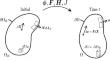 A stabilised Total Lagrangian Element-Free Galerkin method for transient nonlinear solid dynamics