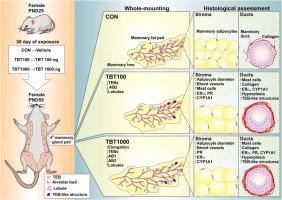 Subacute tributyltin exposure alters the development and morphology of mammary glands in association with CYP19A1 expression in female rats