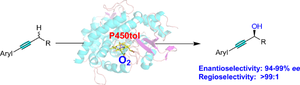 Regioselective and enantioselective propargylic hydroxylations catalyzed by P450tol monooxygenases.