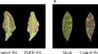 Biocontrol potential of plant growth-promoting rhizobacteria against plant disease and insect pest