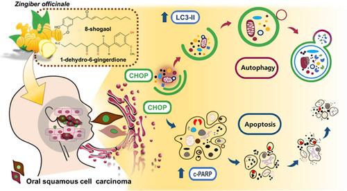 Zingiber officinale promotes autophagy and apoptosis in human oral cancer through the C/EBP homologous protein