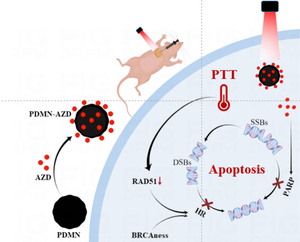 PARP inhibitor boost the efficacy of photothermal therapy to TNBC through enhanced DNA damage and inhibited homologous recombination repair.