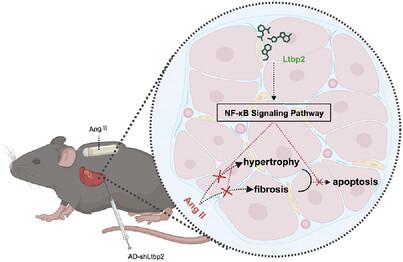 LTBP2 Knockdown Ameliorates Cardiac Fibrosis and Apoptosis via Attenuating NF-κB Signaling Pathway and Oxidative Stress in Mice with Cardiac Hypertrophy