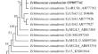 Molecular Characterization of Echinococcus canadensis (Cestoda, Taeniidae) in Wolf from the Kirov Region