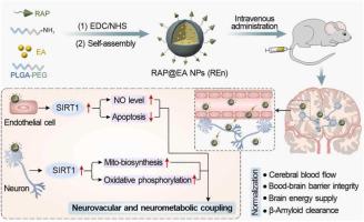 Cross-scale targeted remodeling of neurovascular and neurometabolic coupling in Alzheimer’s disease by natural self-assembled SIRT1 activator