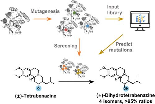 Application of Directed Evolution and Machine Learning to Enhance the Diastereoselectivity of Ketoreductase for Dihydrotetrabenazine Synthesis