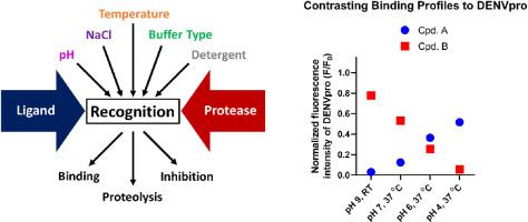 Alternate recognition by dengue protease: Proteolytic and binding assays provide functional evidence beyond an induced-fit.