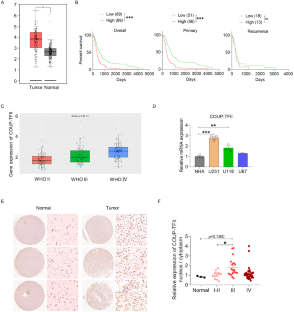 Anti-angiogenesis and anti-immunosuppression gene therapy through targeting COUP-TFII in an in situ glioblastoma mouse model