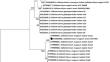 Antifungal effect of Bonellia flammea extracts against Colletotrichum magnum in postharvest fruits of Carica papaya cv. Maradol