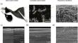 Deposition of polyaniline nanofibers on activated carbon textile for high-performance pseudocapacitors