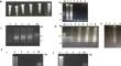 Comparative assessment of two in-house-built isothermal assays for visual detection of African swine fever virus