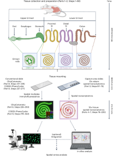 A versatile tissue-rolling technique for spatial-omics analyses of the entire murine gastrointestinal tract.