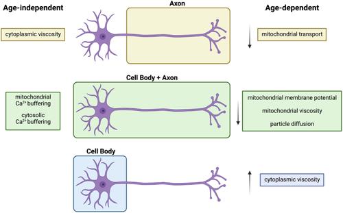 Age-specific and compartment-dependent changes in mitochondrial homeostasis and cytoplasmic viscosity in mouse peripheral neurons