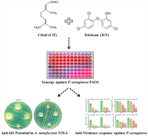 Citral and triclosan synergistically silence quorum sensing and potentiate antivirulence response in Pseudomonas aeruginosa