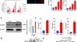 NLRP1 inflammasome promotes senescence and senescence-associated secretory phenotype.