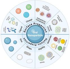 Transepithelial transport of nanoparticles in oral drug delivery: From the perspective of surface and holistic property modulation